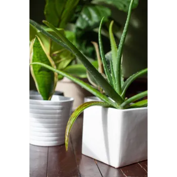 Aloe Vera Plants